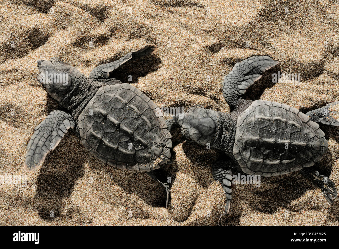 Zwei neu geschlüpften Karettschildkröten (Caretta Caretta) Richtung Meer, Dalyan-Delta, Türkei, Juli 2009 Stockfoto