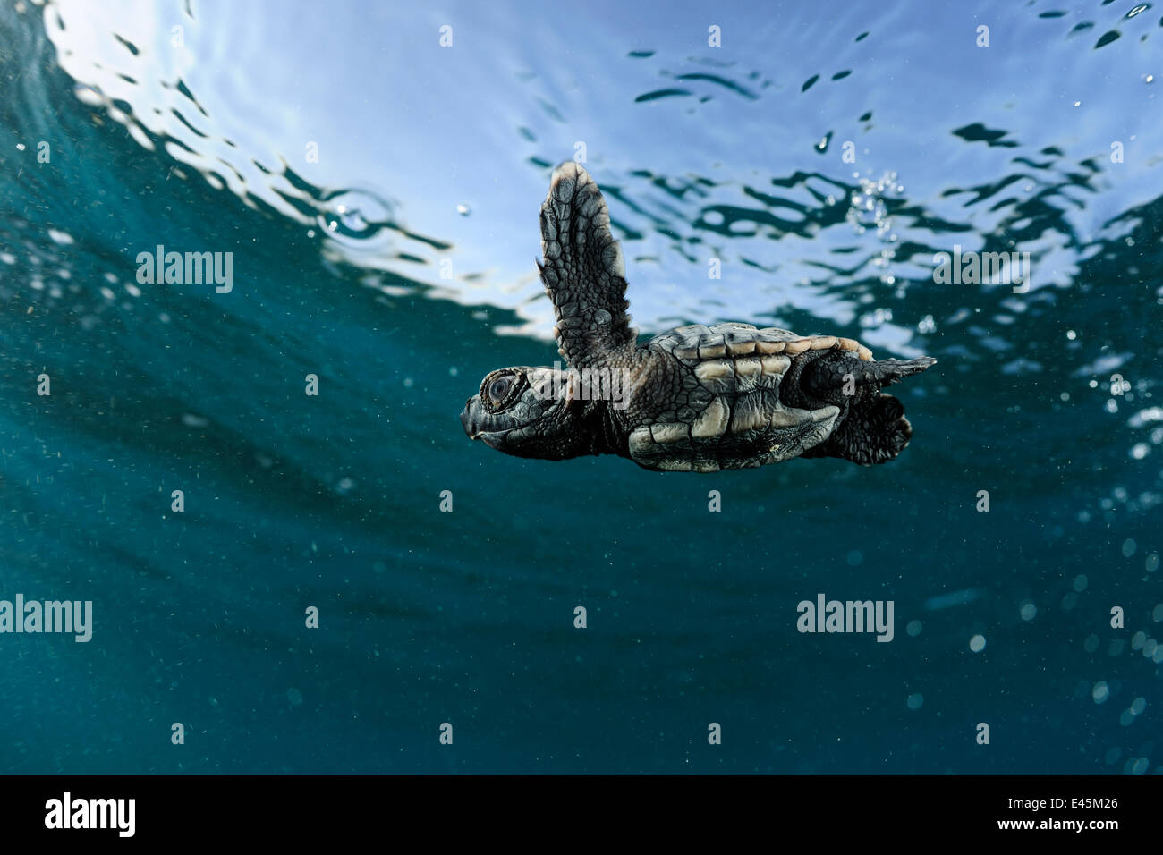 Frisch geschlüpfte Unechte Karettschildkröte (Caretta Caretta) Schwimmen im Meer, Dalyan-Delta, Türkei, Juli 2009 Stockfoto