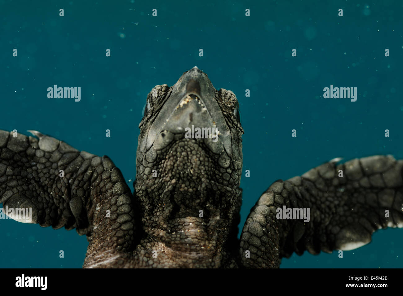 Frisch geschlüpfte Unechte Karettschildkröte (Caretta Caretta) schwimmen, Dalyan-Delta, Türkei, August 2009 Stockfoto