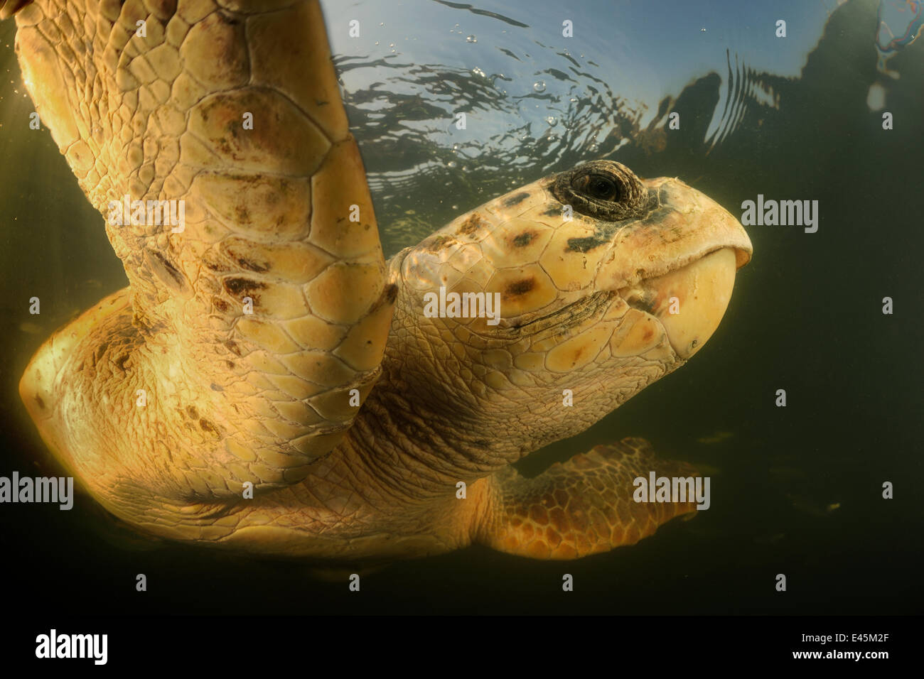 Unechte Karettschildkröte (Caretta Caretta) schwimmen, Dalyan Delta, Türkei, August 2009 Stockfoto