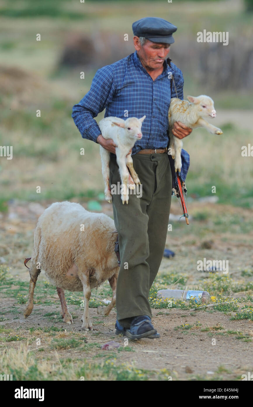 Hirte mit zwei Lämmer mit einem Schaf folgende, See Prespa-Nationalpark, Albanien, Juni 2009 Stockfoto