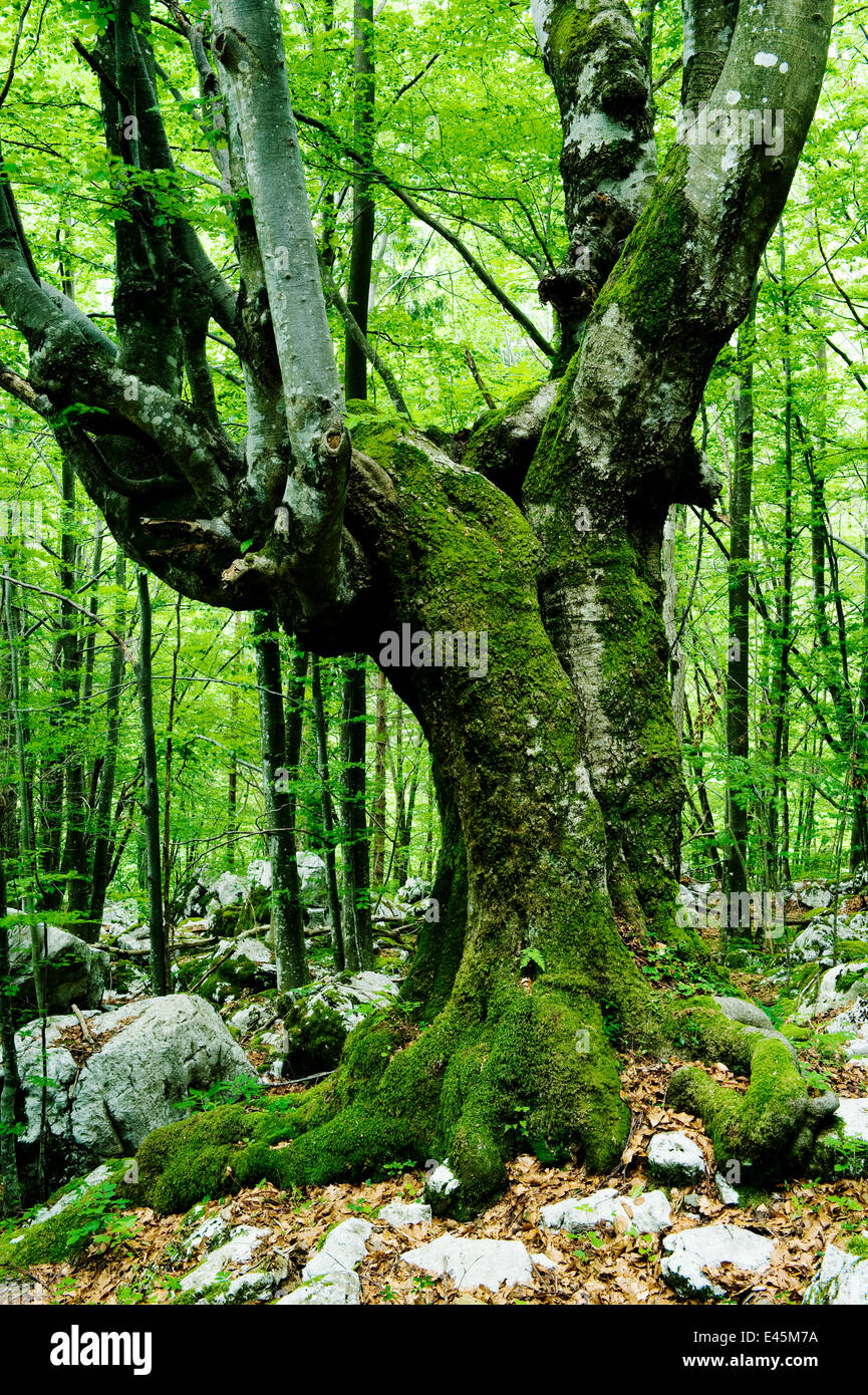 Großer Baum in unberührten Wäldern in der Nähe des Flusses Lepenjica, Lepena Valley, Nationalpark Triglav, Sloweniens, Juni 2009 Stockfoto