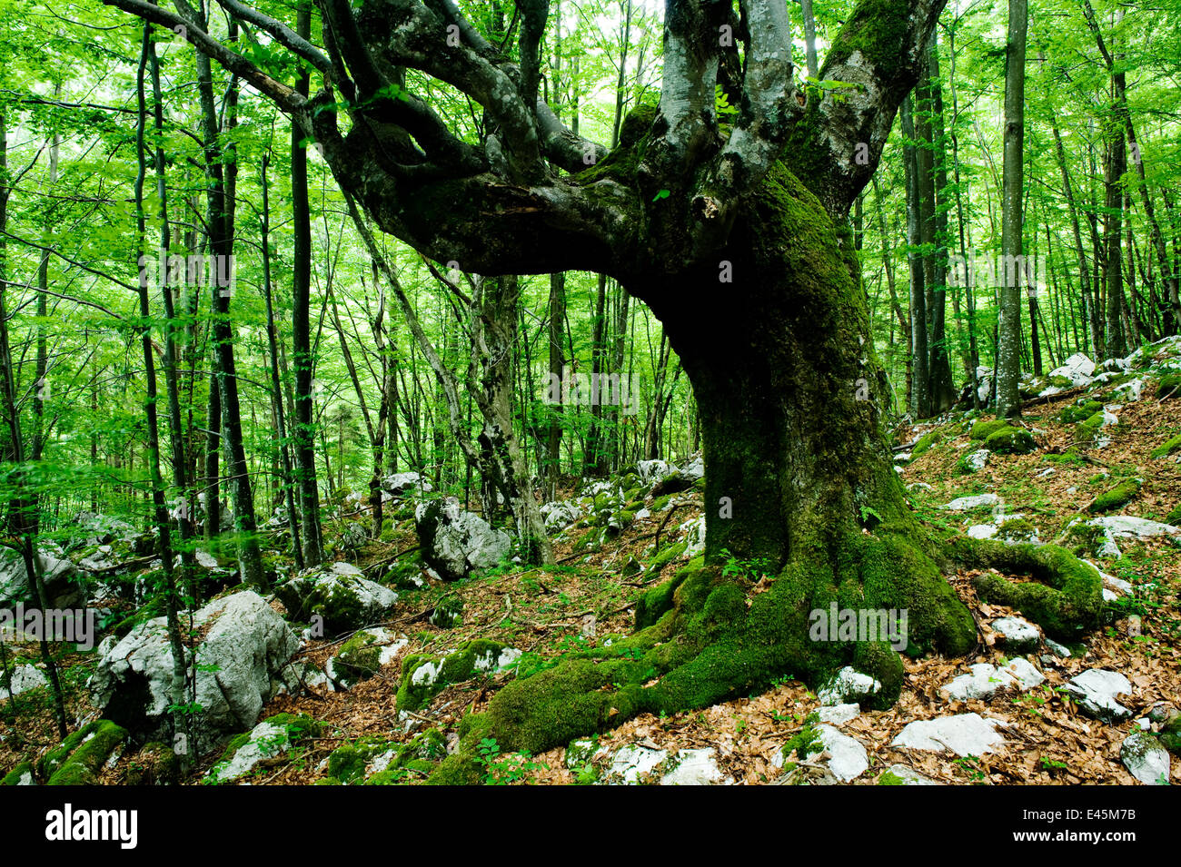 Großer Baum in unberührten Wäldern in der Nähe des Flusses Lepenjica, Lepena Valley, Nationalpark Triglav, Sloweniens, Juni 2009 Stockfoto