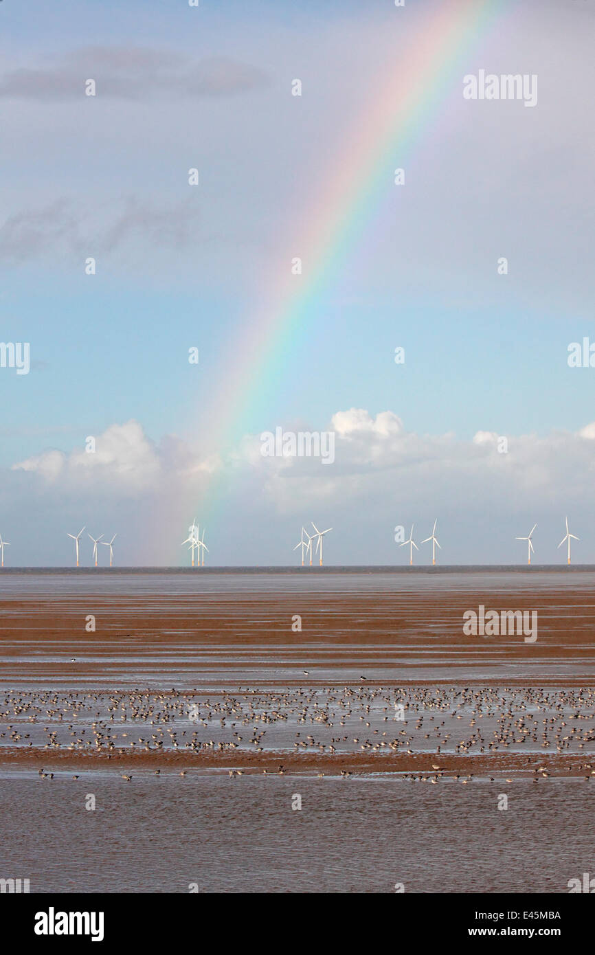 Watvögel Fütterung am Ufer nach die Flut heraus, mit einem Regenbogen und mehrere off-Shore-Wind Turbinen im Hintergrund, Bucht von Liverpool, UK, November gegangen. Stockfoto