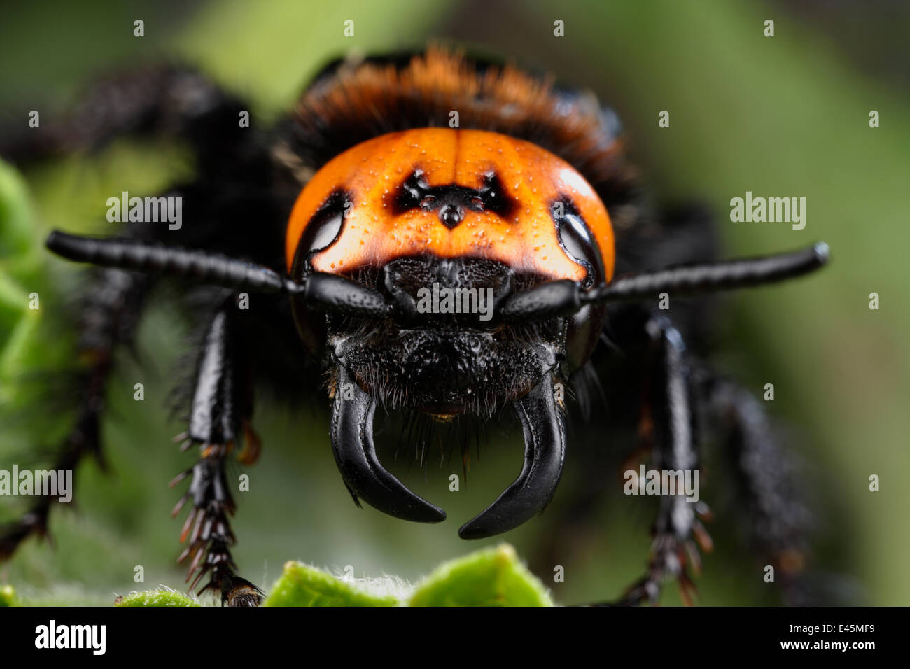 Weibliche Riesen / Mammut Wespe (Megascolia Flavifrons) Nahaufnahme des Gesichts zeigen kurze Antennen und langen, gekrümmten Kiefer oder Mandibeln, Steine Region Nationalpark Galicica, Mazedonien, Juni 2009 Stockfoto