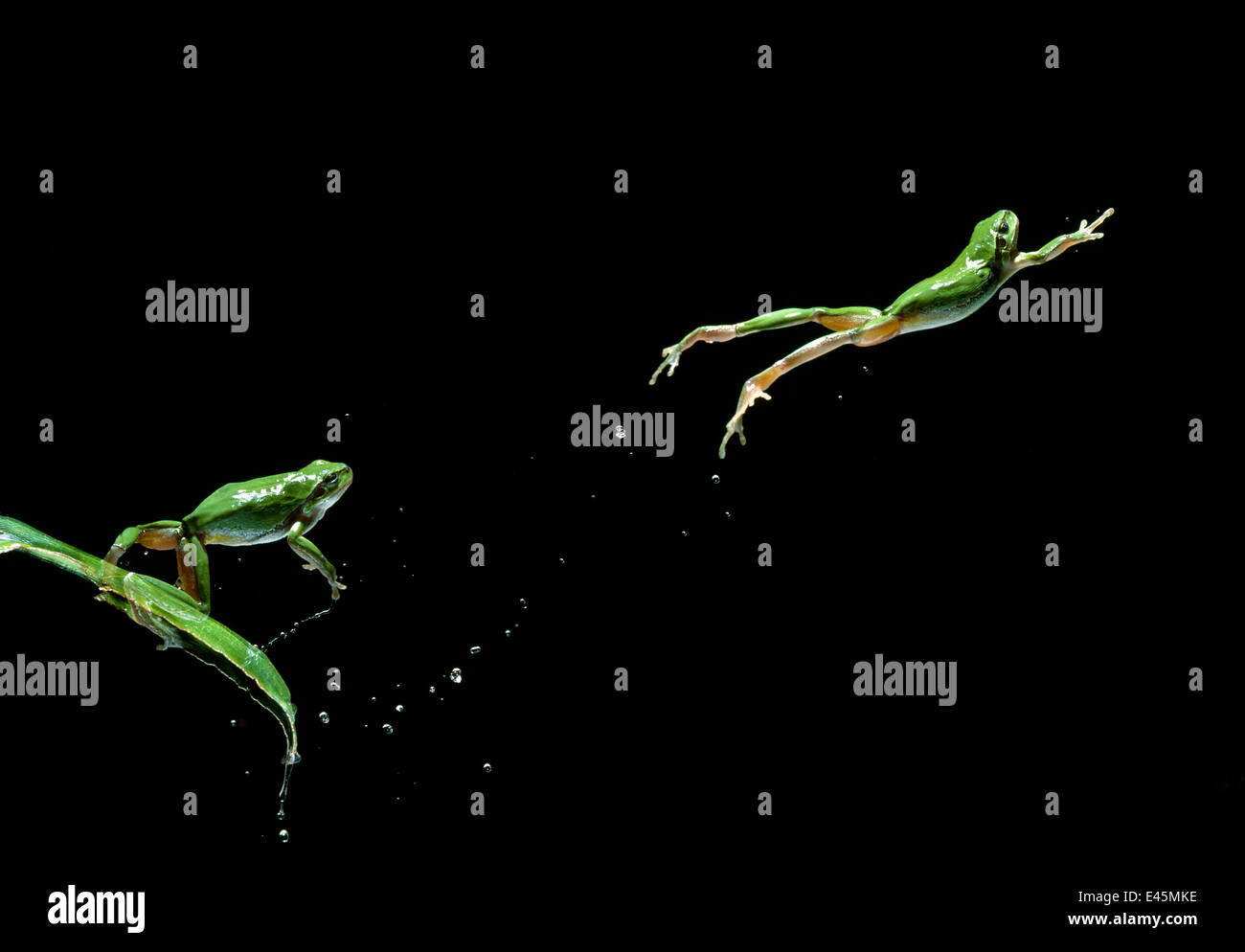 Gemeinsame / europäische Treefrog {Hyla Arborea} Sequenz, multiflash Bild springen Stockfoto