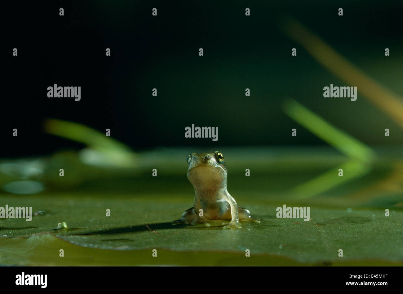 Gemeinsamen Frosch {Rana Temporaria} Froglet sitzen auf Seerosenblatt in Wasser, UK Stockfoto