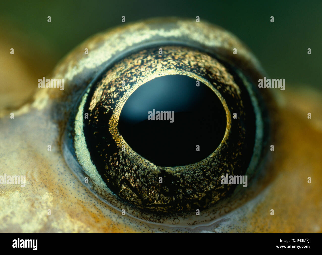 Gemeinsamen Frosch (Rana Temporaria) Nahaufnahme des Auges Stockfoto