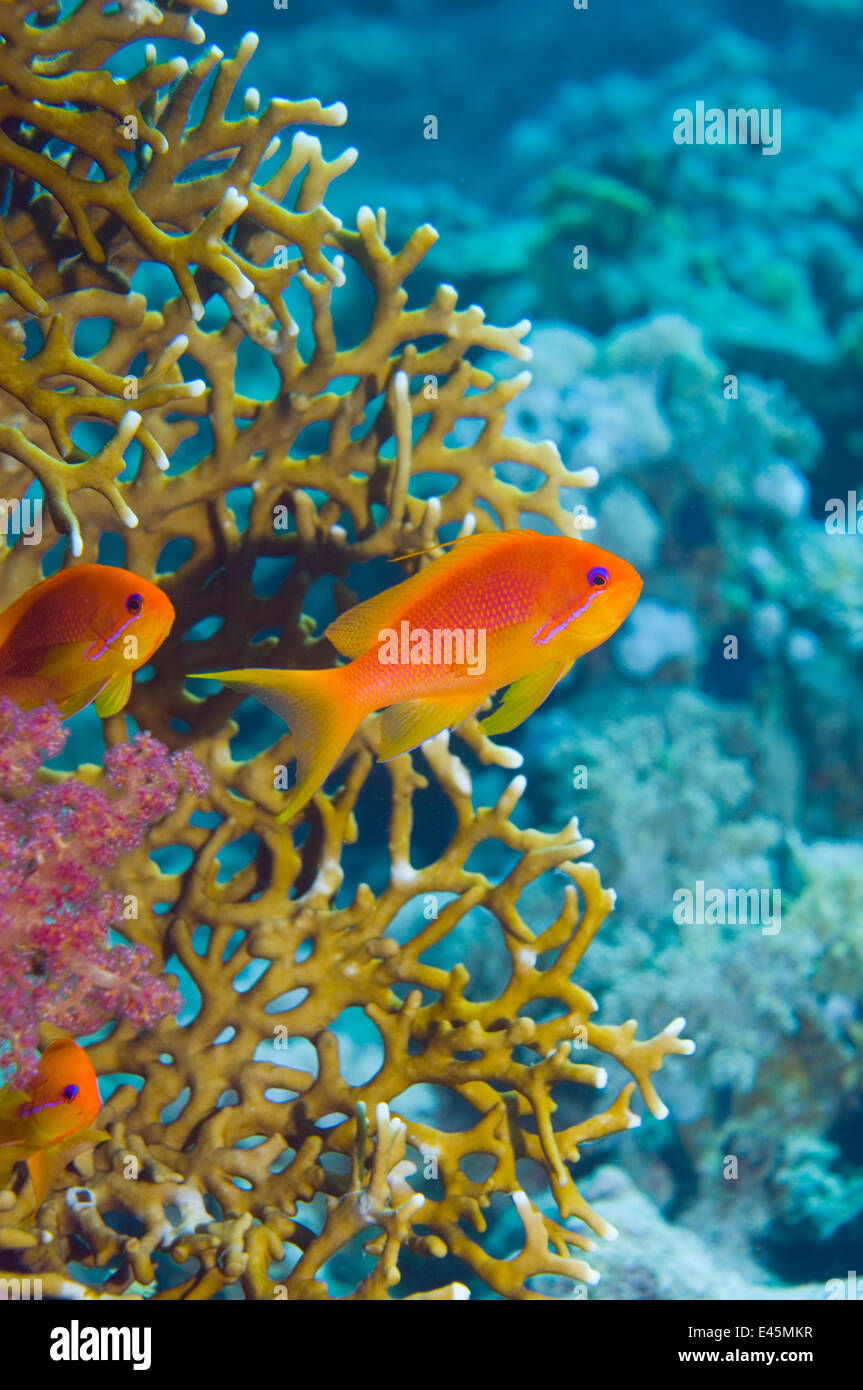 Lyretail Anthias / Goldies (Pseudanthias Squamipinnis) Frauen mit Feuer Korallen, Rotes Meer, Ägypten Stockfoto