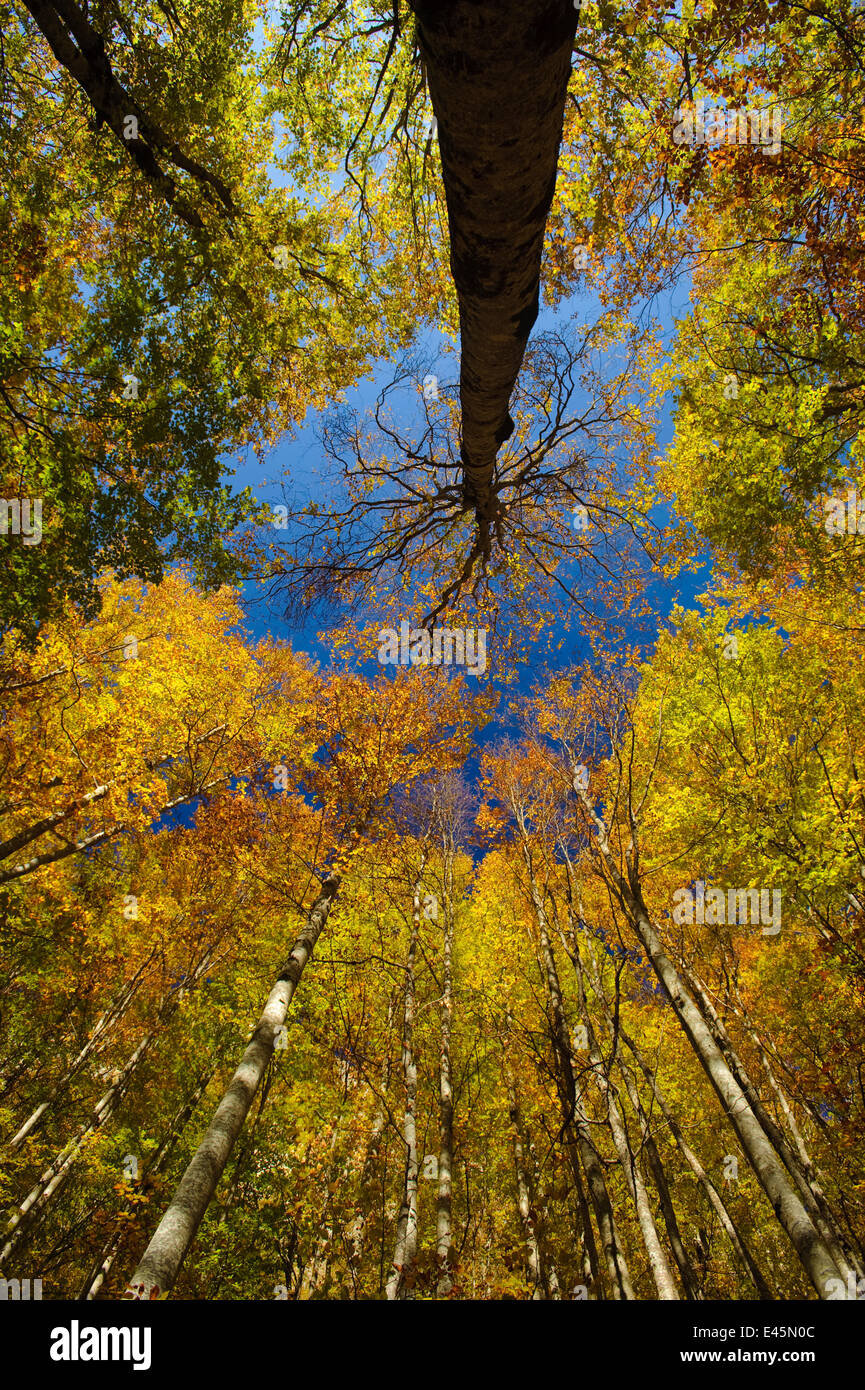 Blick zum Buche (Fagus Sylvatica) Baumkronen in Herbst Farben.  Ordesa y Monte Perdido Nationalpark, Pyrenäen, Aragon, Spanien. Oktober 2009 Stockfoto