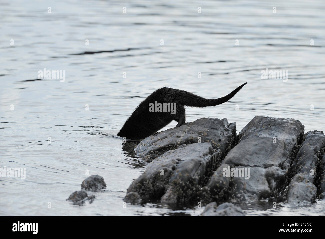 Europäischen Fischotter (Lutra Lutra) in Meer aus Felsen, Ardnamurchan, Schottland, Januar 2009 Stockfoto