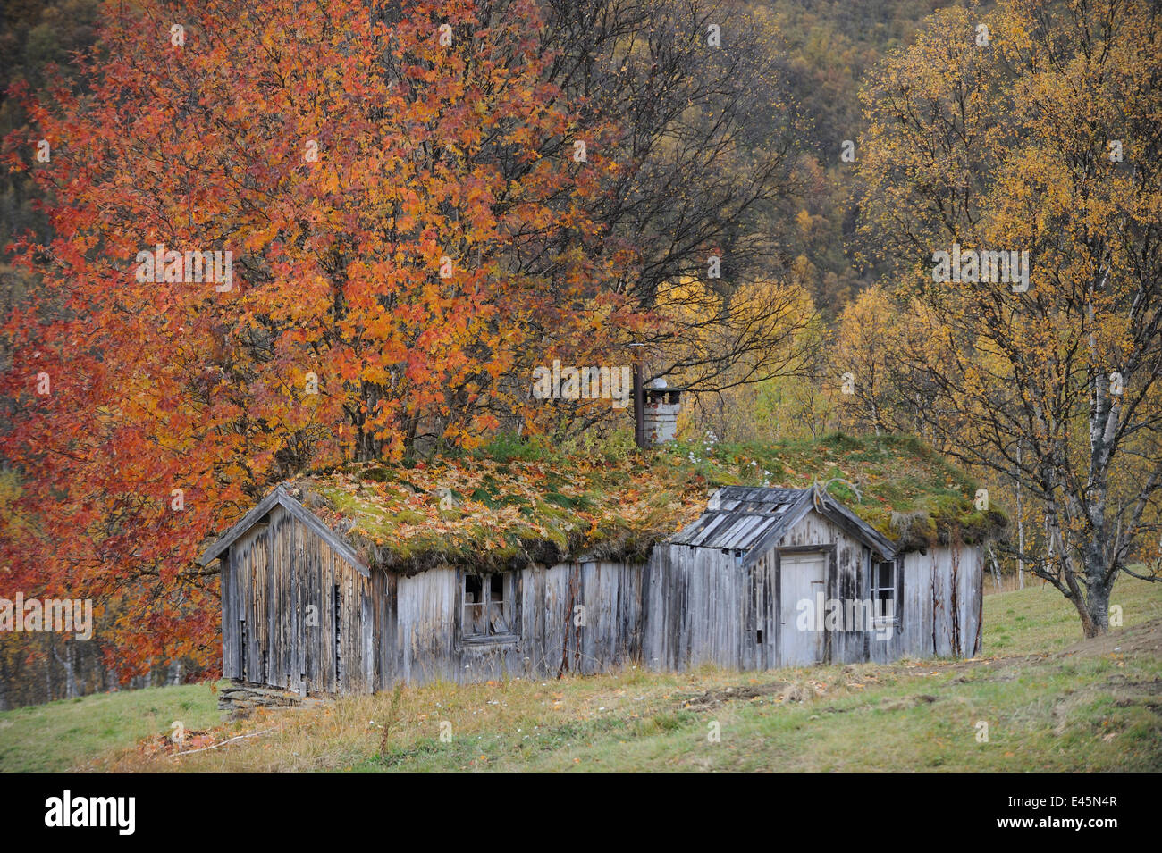 Holz-Hütte mit Grasdach, Forollhogna Nationalpark, Norwegen, September 2008 Stockfoto