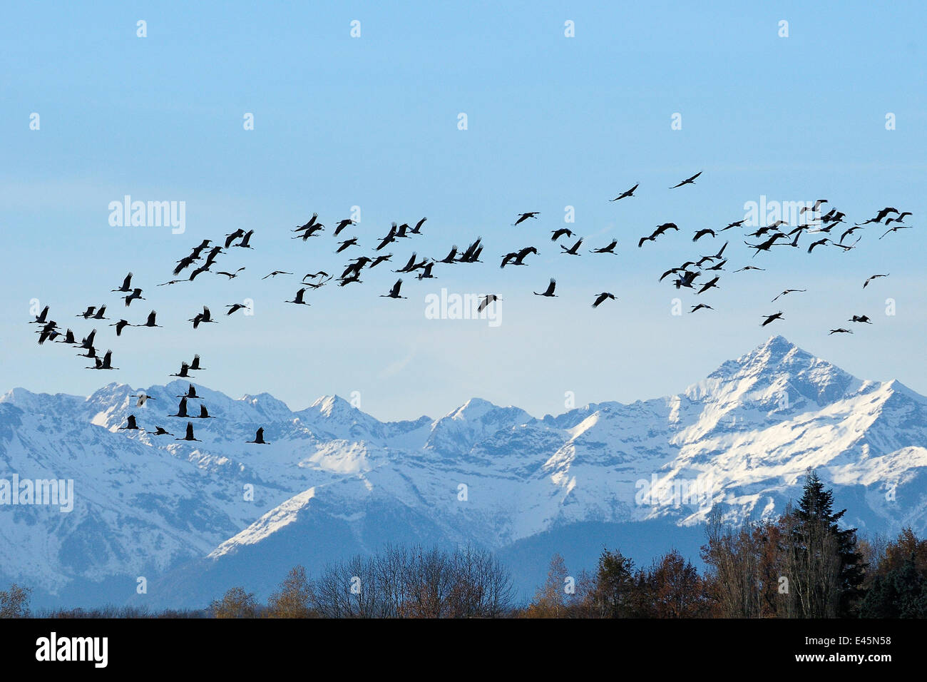 Gemeinsame / eurasische Kranich (Grus Grus) Herde im Flug mit Schnee gekrönt Pyrenäen, Frankreich. Dezember 2009 Stockfoto