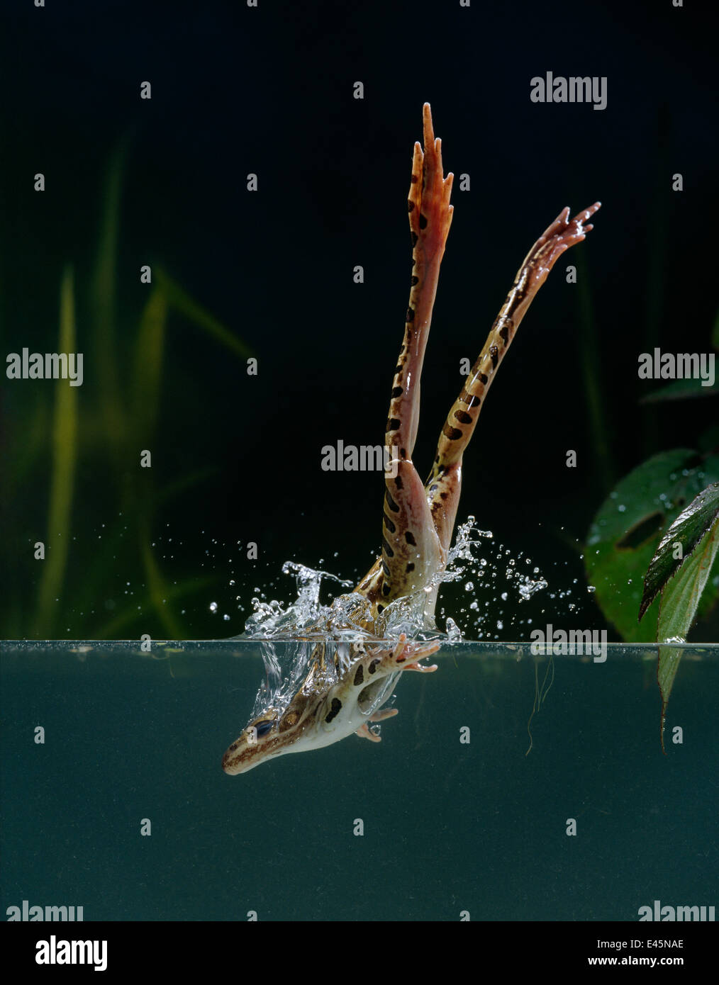 Leopard Frosch {Rana Pipiens} Tauchen ins Wasser, kontrollierten Bedingungen aus den USA Stockfoto