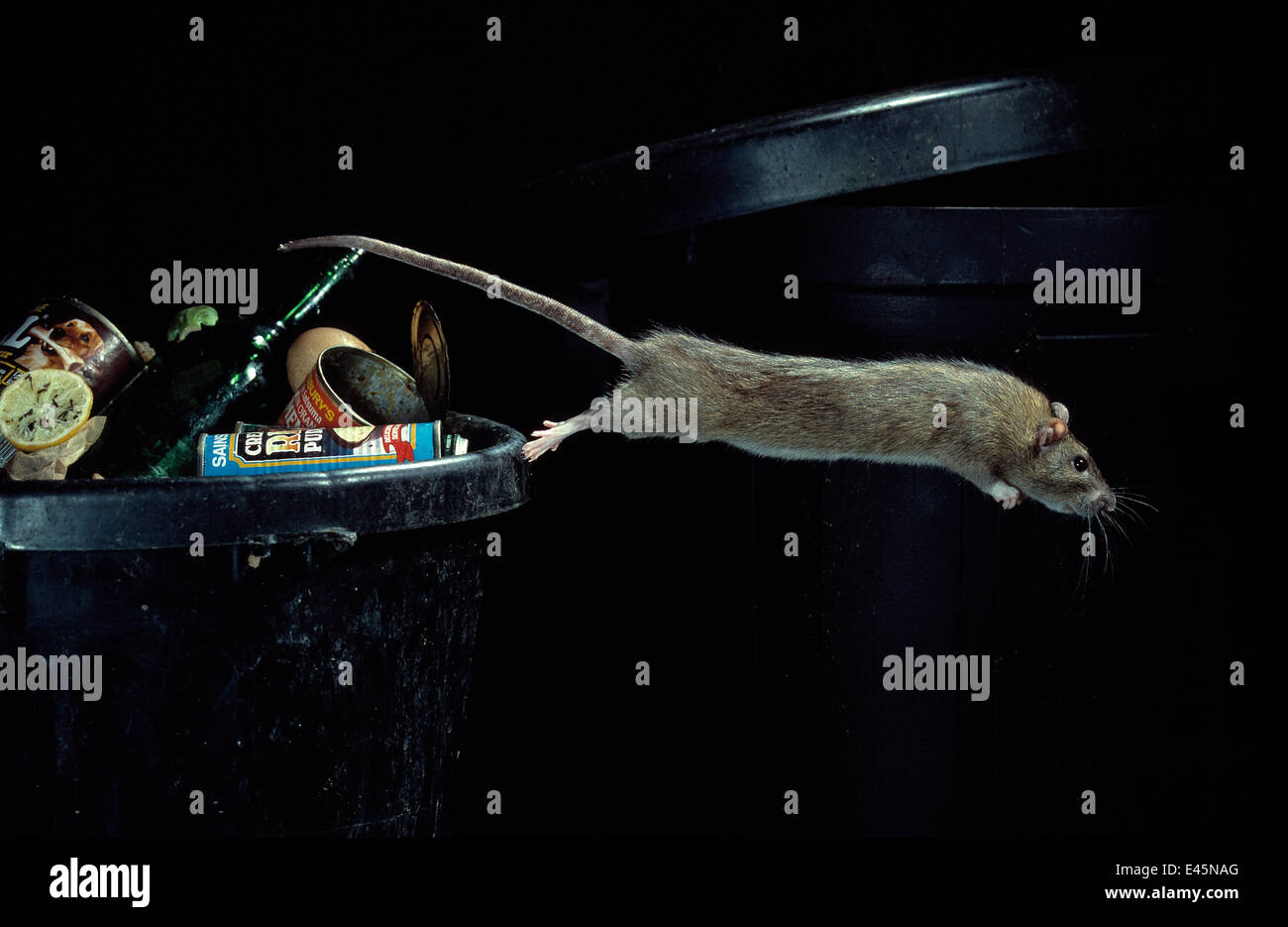 Braune Ratte {Rattus Norvegicus} sprang aus Mülltonne, UK Stockfoto