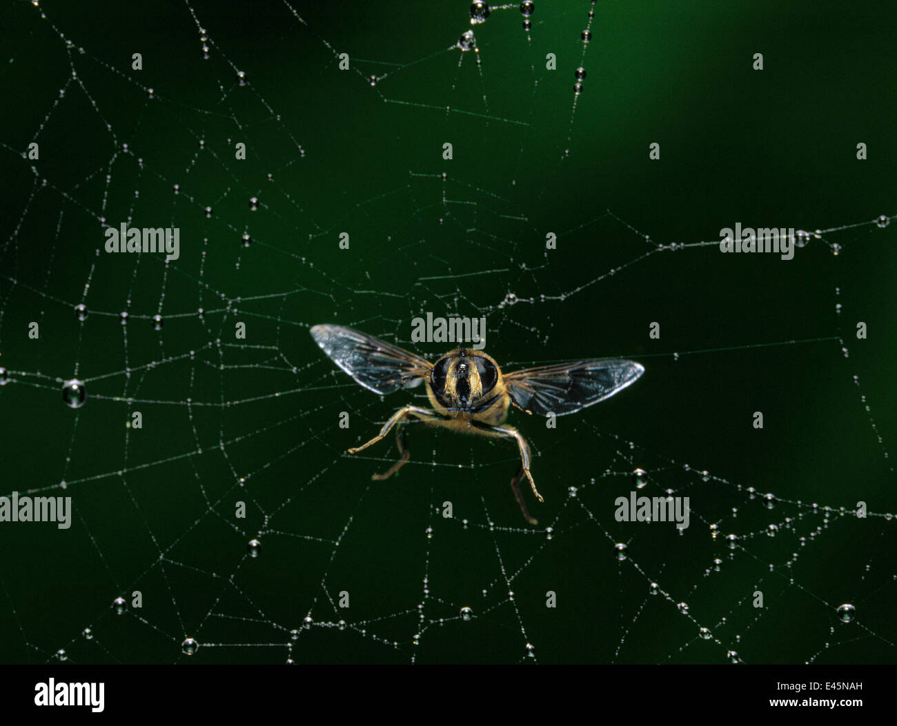 Hoverfly (Eristalis Tenax) fliegen in Spinnennetz, UK Stockfoto