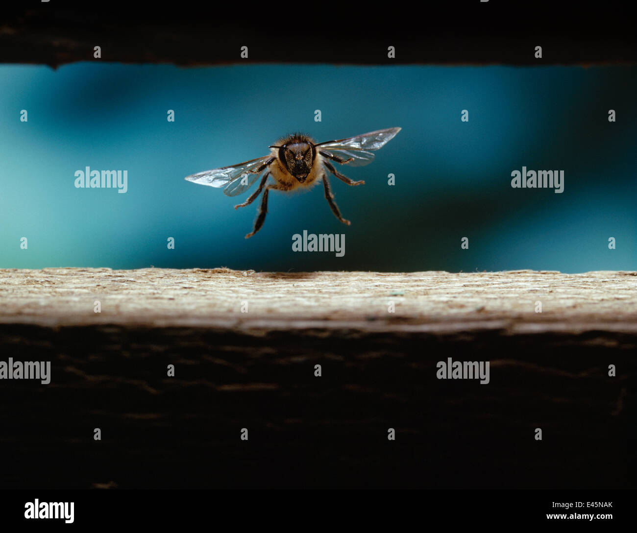 Honigbiene {Apis Mellifera} Landung aussteigen Vorstand der Bienenstock, UK Stockfoto