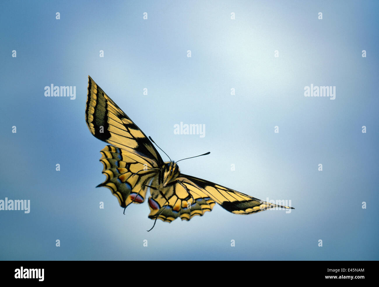 Schwalbenschwanz Schmetterling {Papilio Machaon} im Flug, UK Stockfoto