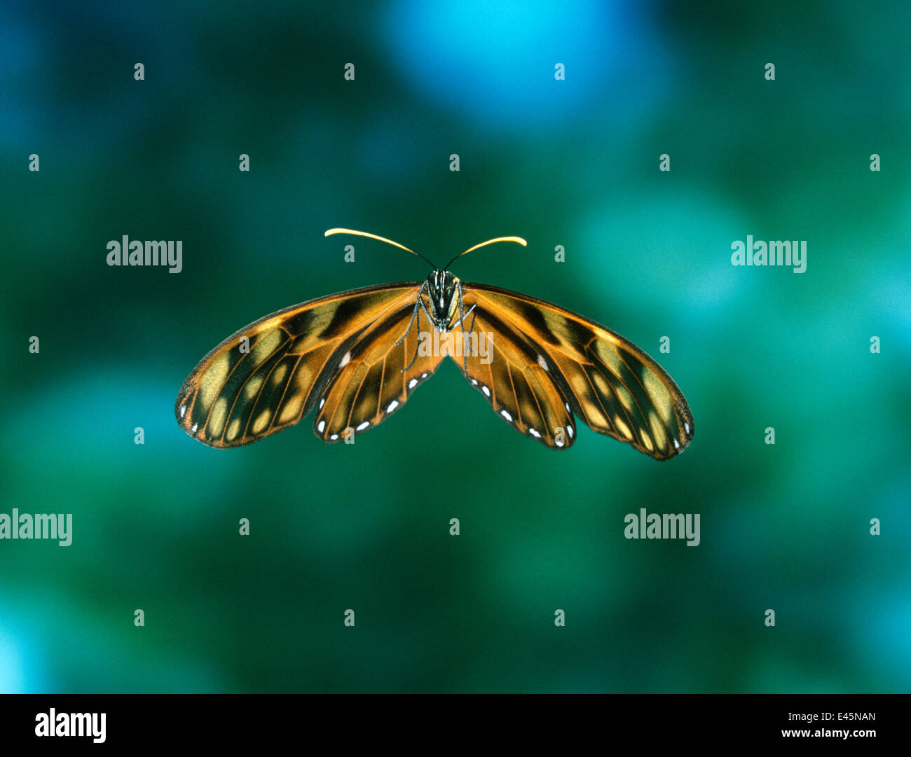 Ithomid Schmetterling {Dircenna sp} auf der Flucht vor venezolanischen Nebelwald Stockfoto