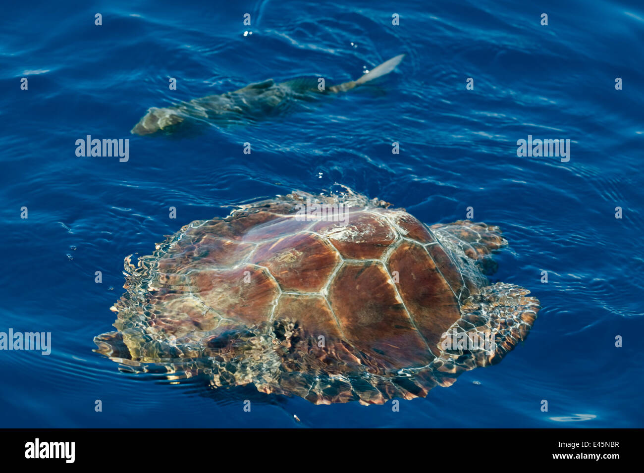 Unechte Karettschildkröte (Caretta Caretta) schwimmen vorbei an einen Fisch, Pico, Azoren, Portugal, Juni 2009 Stockfoto