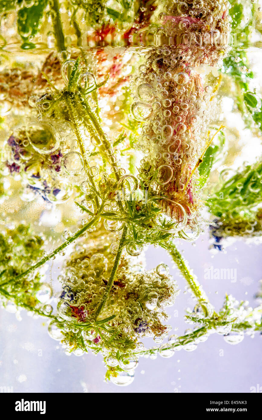Verschiedene Pflanzen von der Wiese ins Sprudelwasser mit bubbles Stockfoto