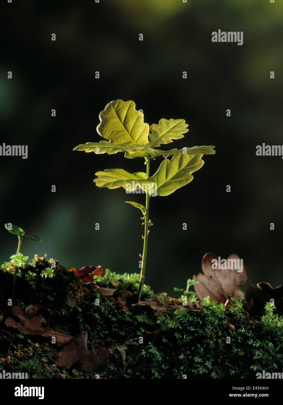 Eiche {Quercus sp} Sämling, UK Stockfoto