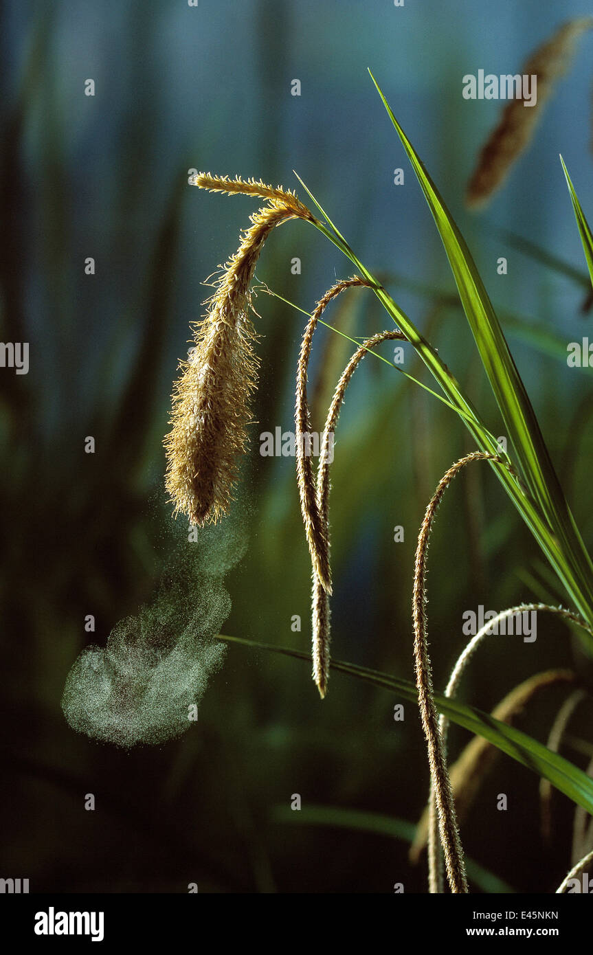 Hängende Segge {Carex Pendel} Dispergieren Samen, UK Stockfoto