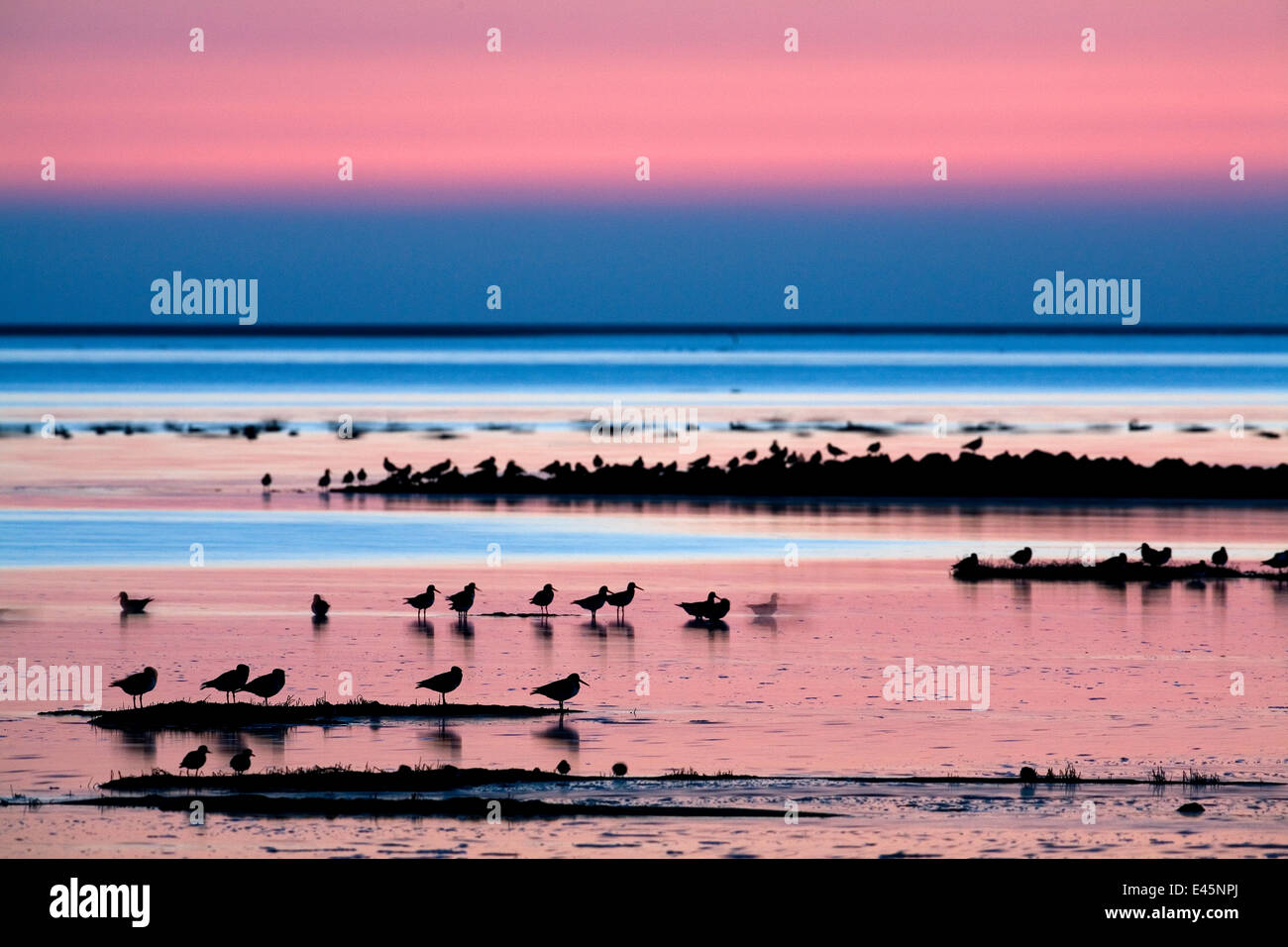 Watvögel am Meer bei Sonnenuntergang, Hallig Hooge, Deutschland, April 2009 WWE Buch Stockfoto