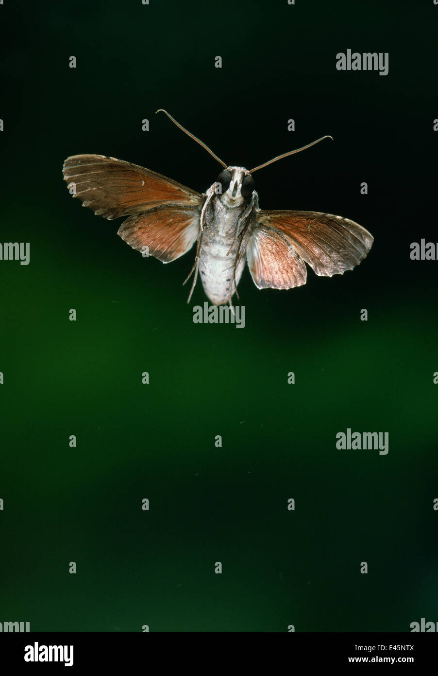 Hawk-Moth (Erinnyis sp) im Flug. Venezolanische Nebelwald, Südamerika. Stockfoto