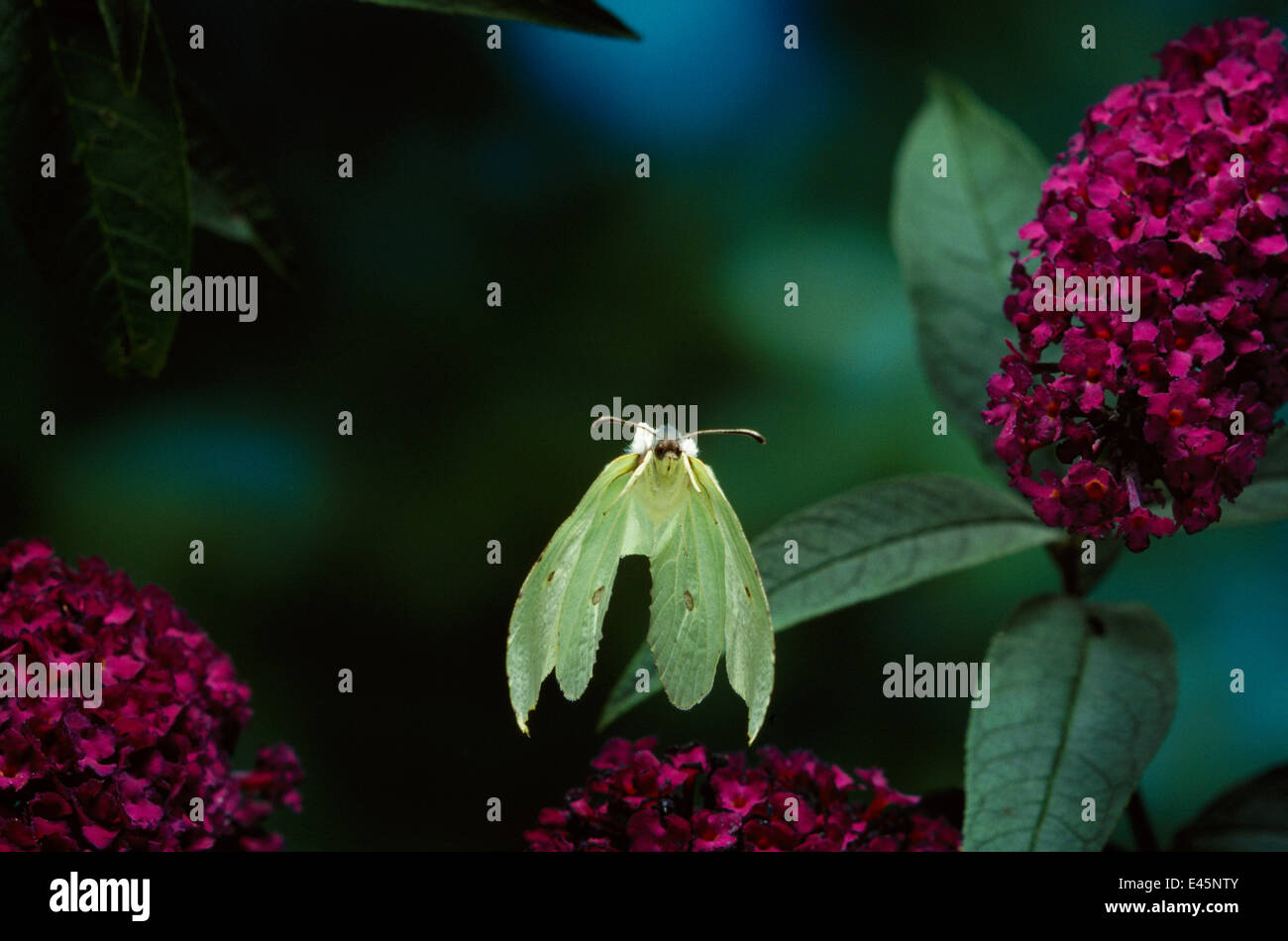 Brimstone Schmetterling (Gonepteryx sp) im Flug über Sommerflieder Blumen, England, UK Stockfoto