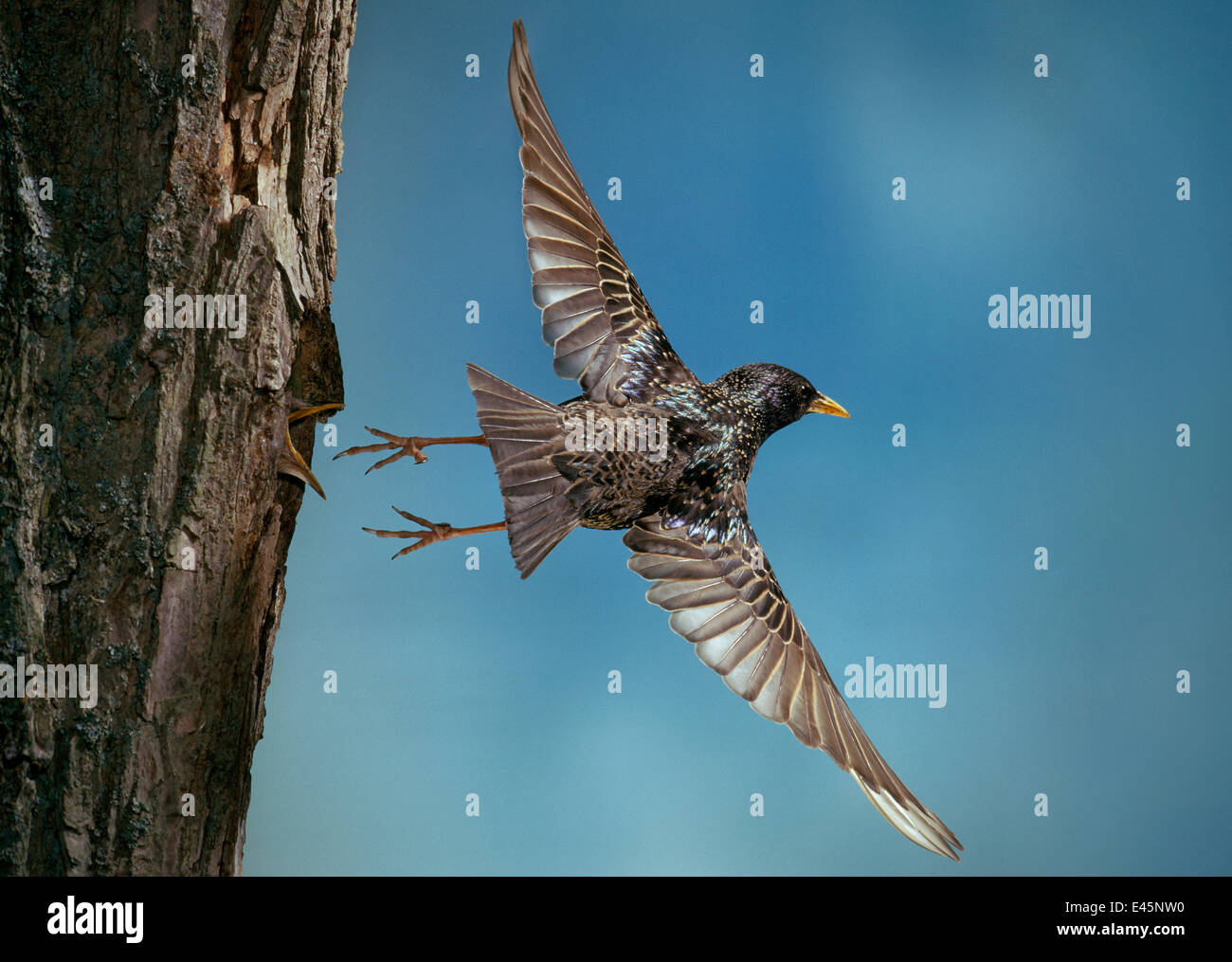 Star (Sturnus Vulgaris) aus Nest fliegen. UK Stockfoto