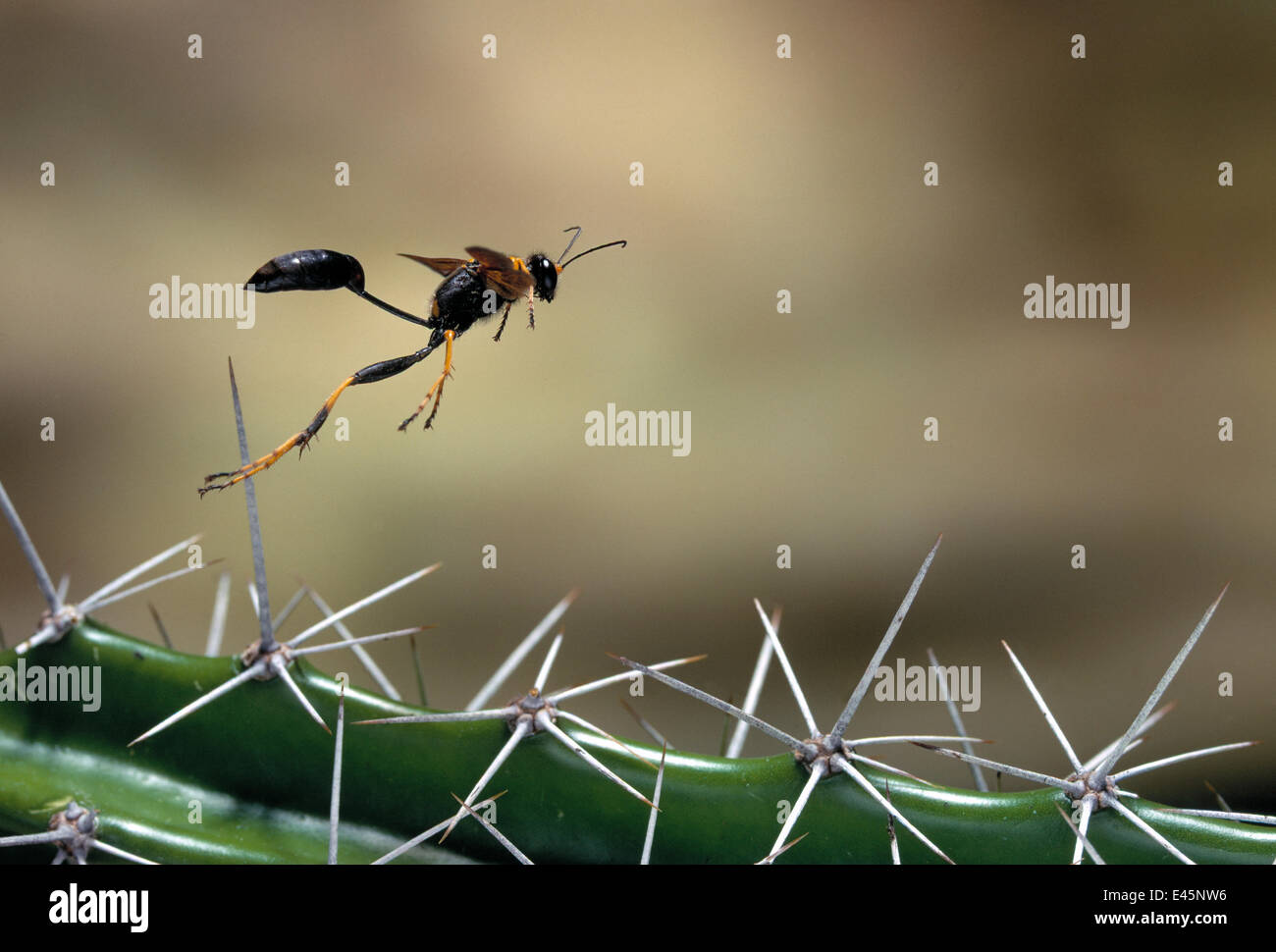 Schlamm Dauber Wespe (Sceliphron Caementarium) fliegen über Kakteen Stacheln, Everglades NP, Florida, USA Stockfoto