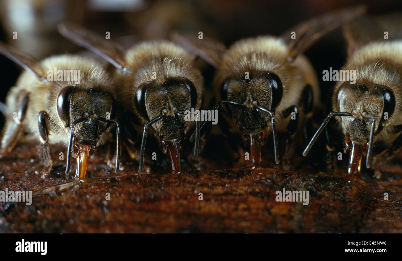 Honig Bienen (Apis Mellifera) Gruppe von vier Trinkwasser, UK Stockfoto