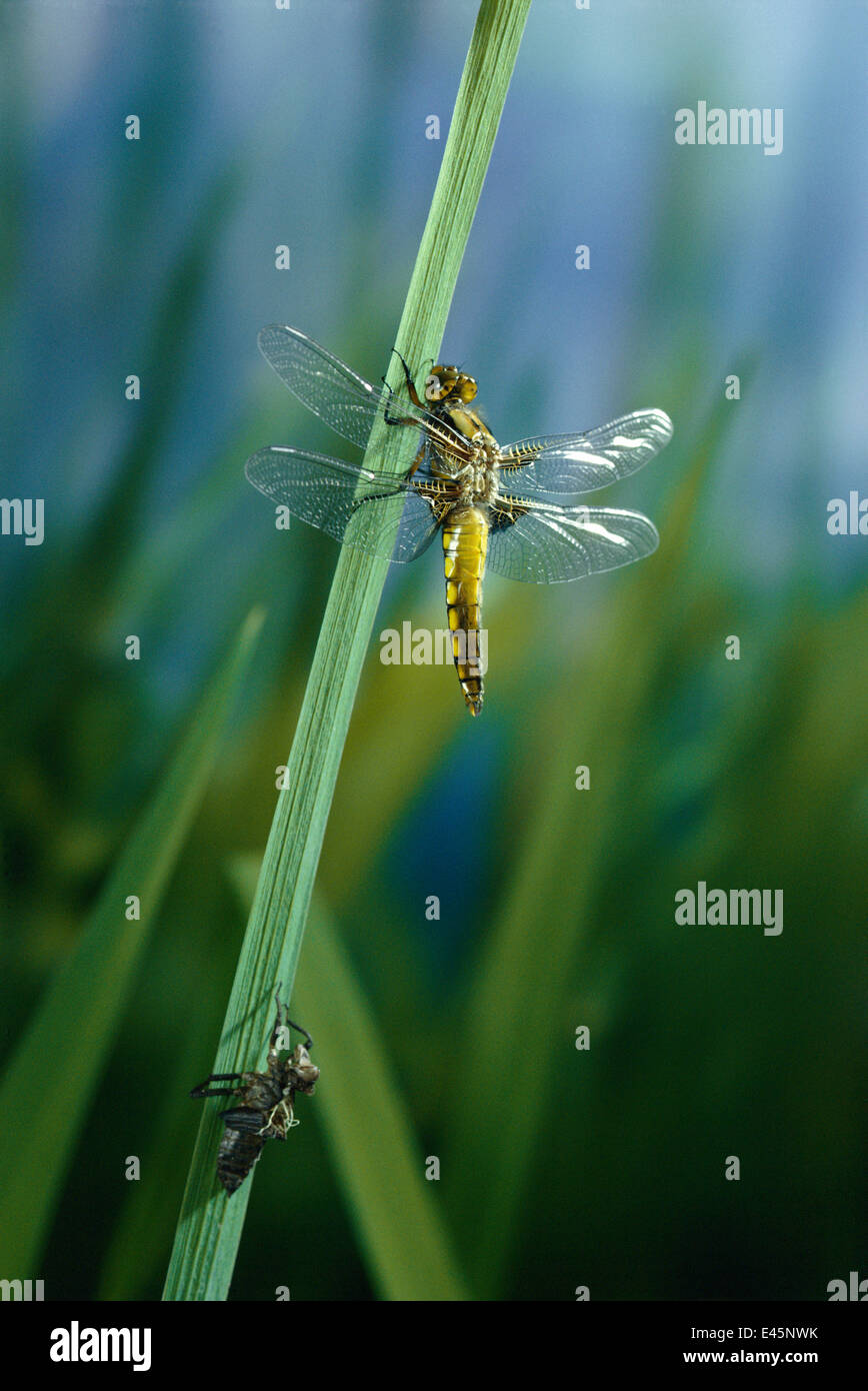 Breiten Körper Chaser Libelle (Libellula Depressa) entstand vor kurzem aus Larven Fall, UK Stockfoto