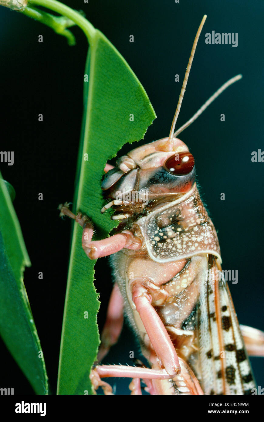 Desert Locust (Schistocerca Gregaria) Porträt, Fütterung auf Blatt Stockfoto