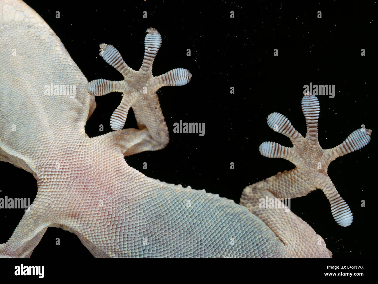 Gecko (Tarentola sp) Nahaufnahme eines Füßen greifen Glas Stockfoto