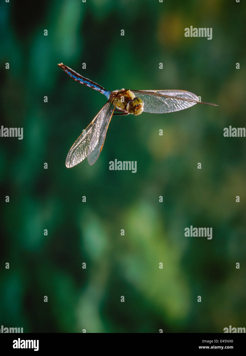 Kaiser-Libelle (Anax Imperator) im Flug, Männlich, UK Stockfoto