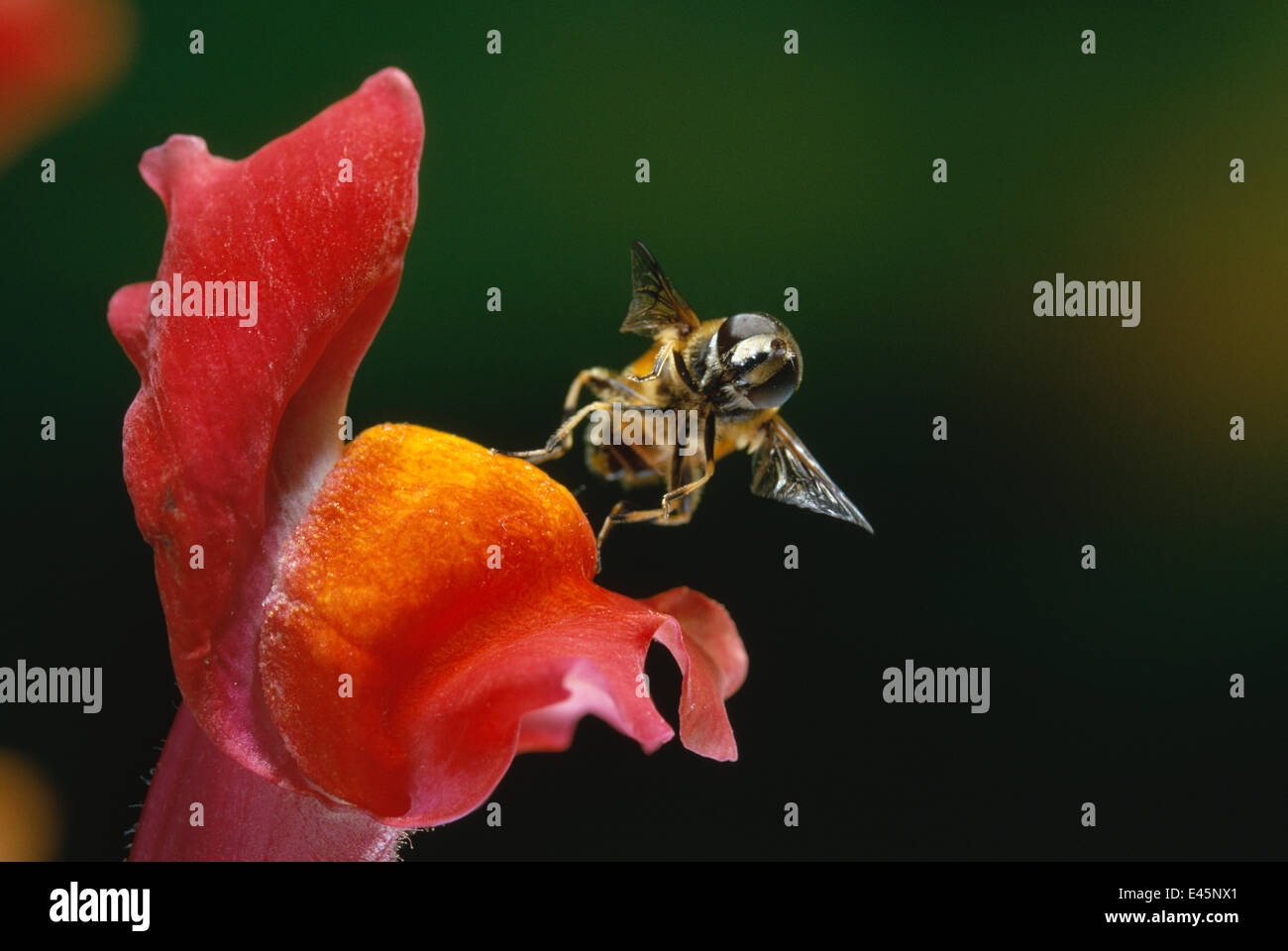 Honig Biene (Apis Mellifera) Drohne (männlichen stachellosen Bienen) von Snapdragon Blume, UK Stockfoto