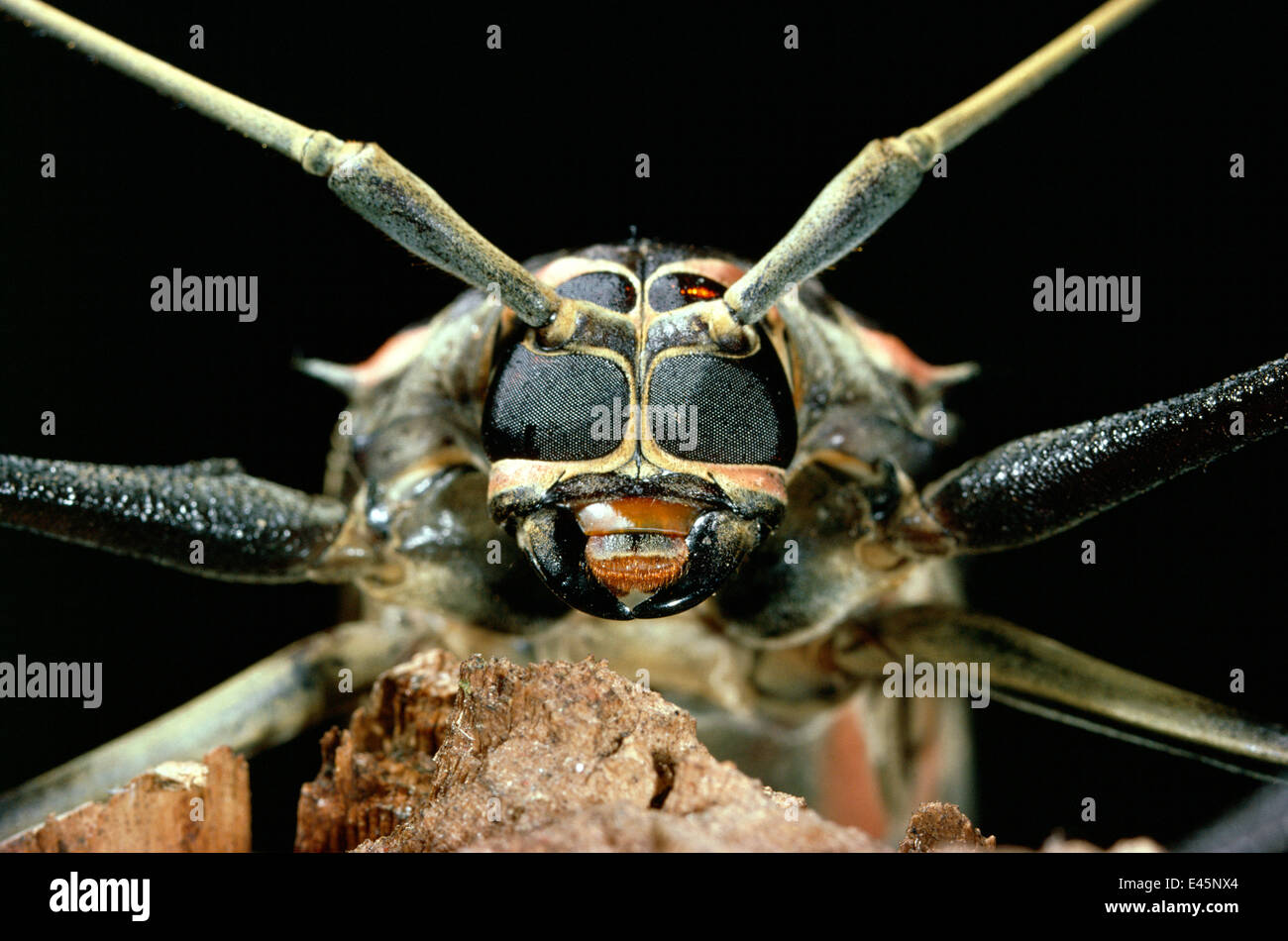 Harlekin Käfer (Acrocinus Longimanus) großaufnahme, Porträt Stockfoto