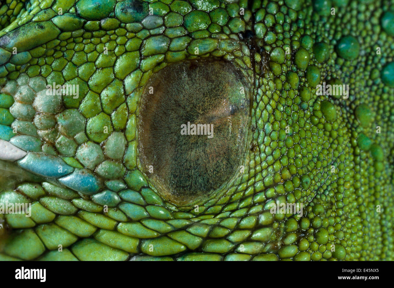 Nahaufnahme von Ohr des gemeinsamen grüner Leguan (Iguana Iguana) zeigt Trommelfell Stockfoto