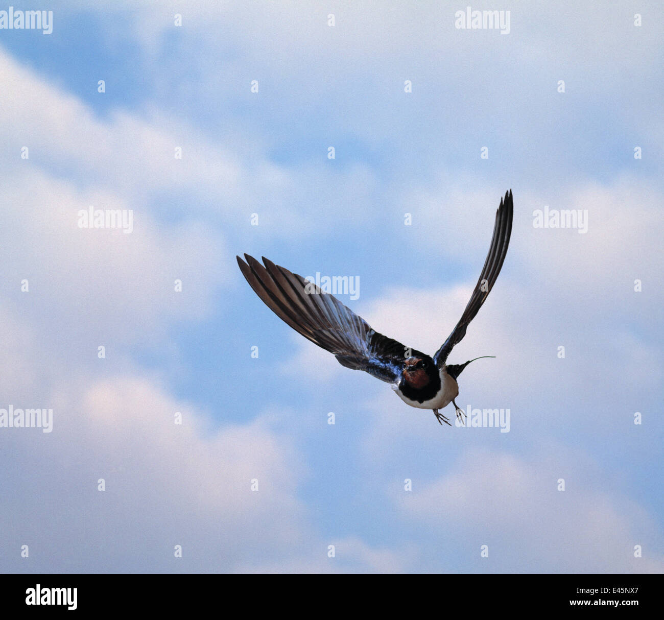 Rauchschwalbe (Hirundo Rustica) im Flug, UK Stockfoto