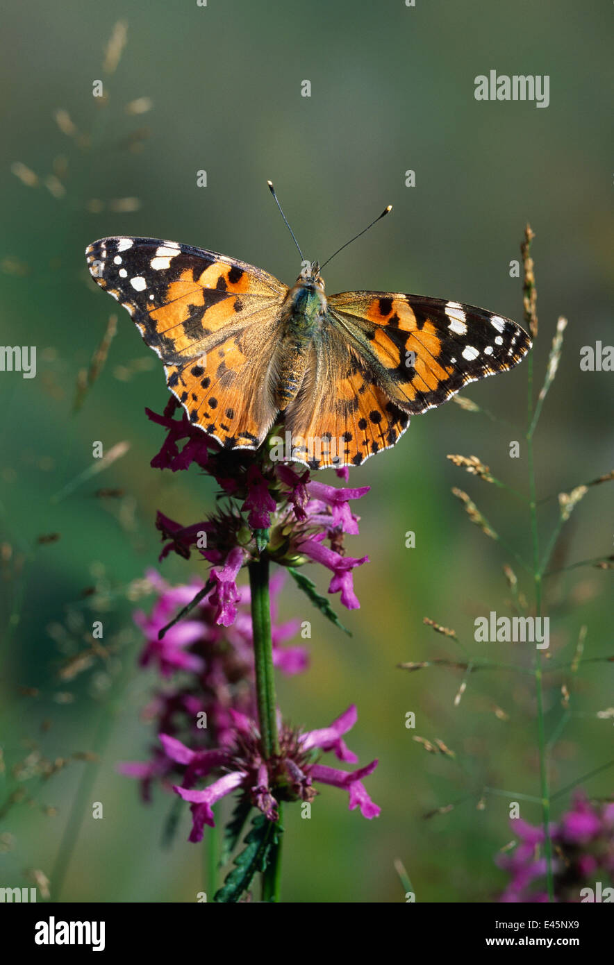 Distelfalter Schmetterling (Cynthia Cardui) ruht auf Bugle Blume (Ajuga sp) mit Flügel öffnen, UK Stockfoto