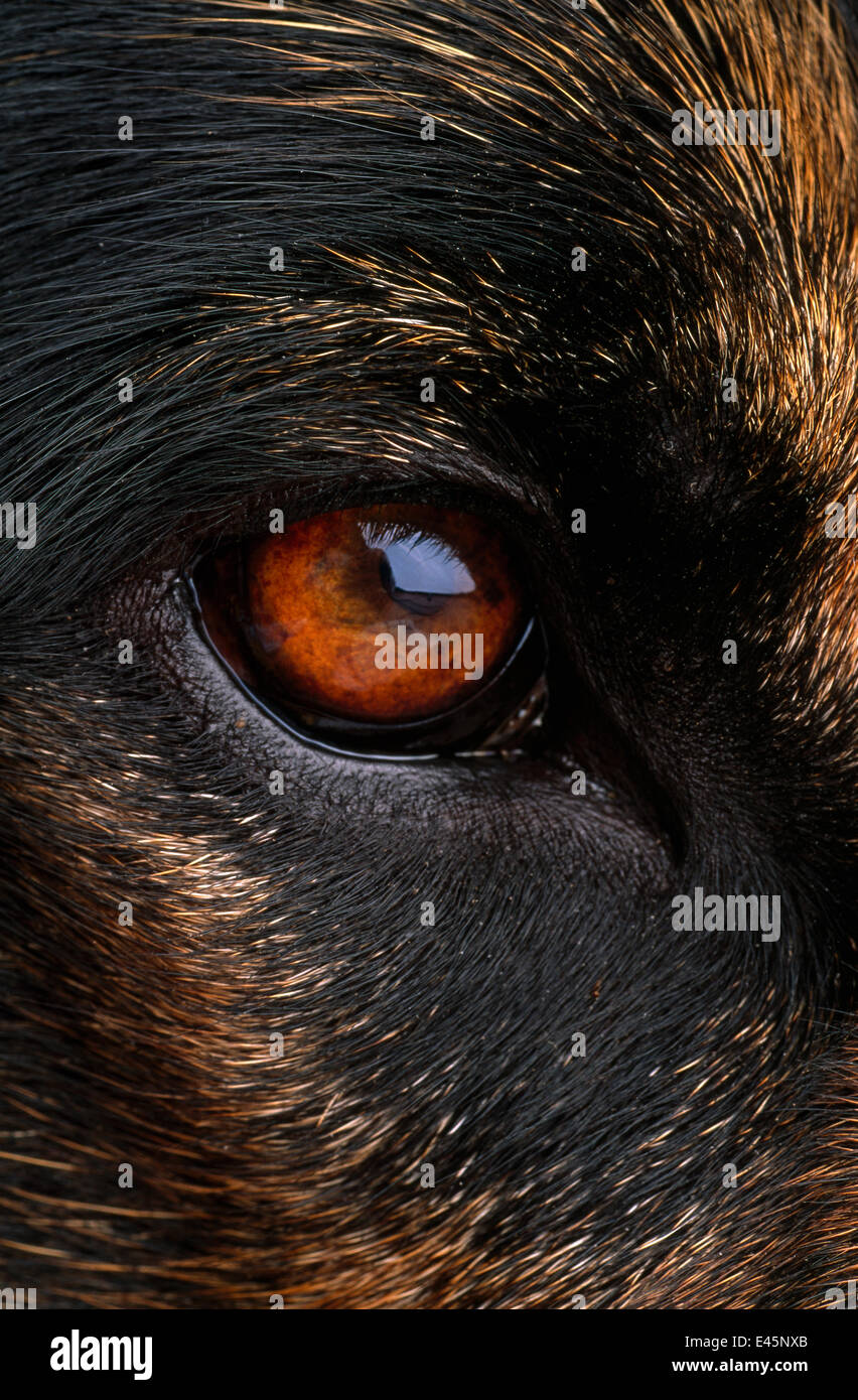 Nahaufnahme des Auges der Haushund, Elsässer oder Deutscher Schäferhund Rasse, UK Stockfoto