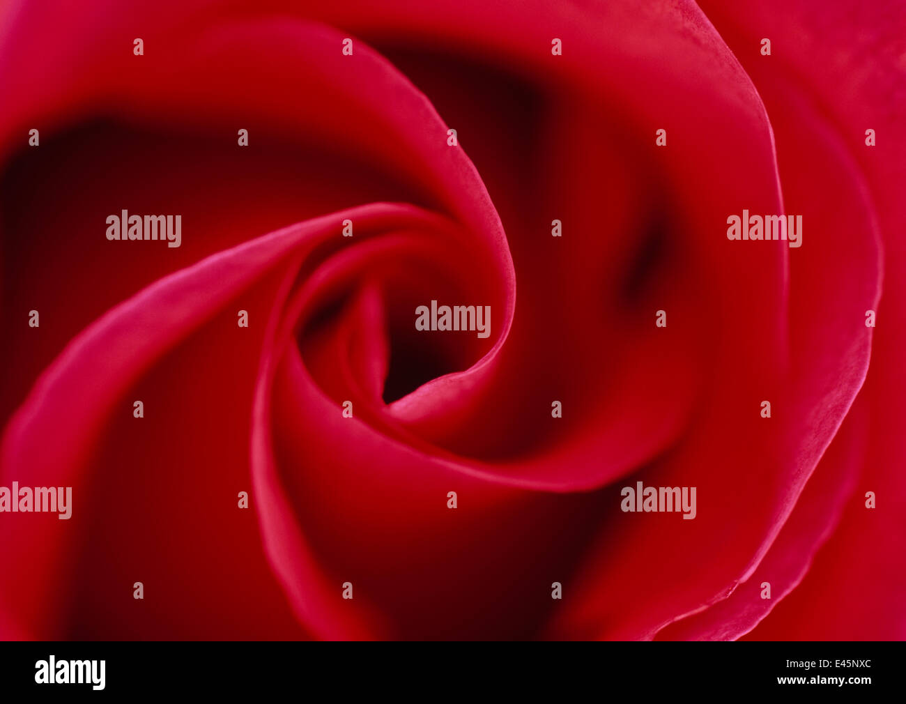 Rote rose (Rosa sp), Blütenblatt Quirl, Blume Stockfoto