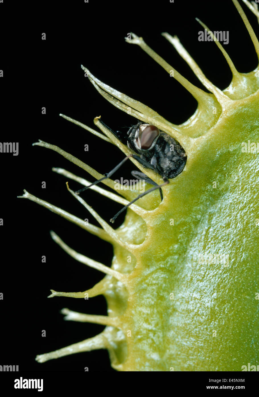 Venusfliegenfalle (Dionaea Muscipula) mit Fliege gefangen Stockfoto