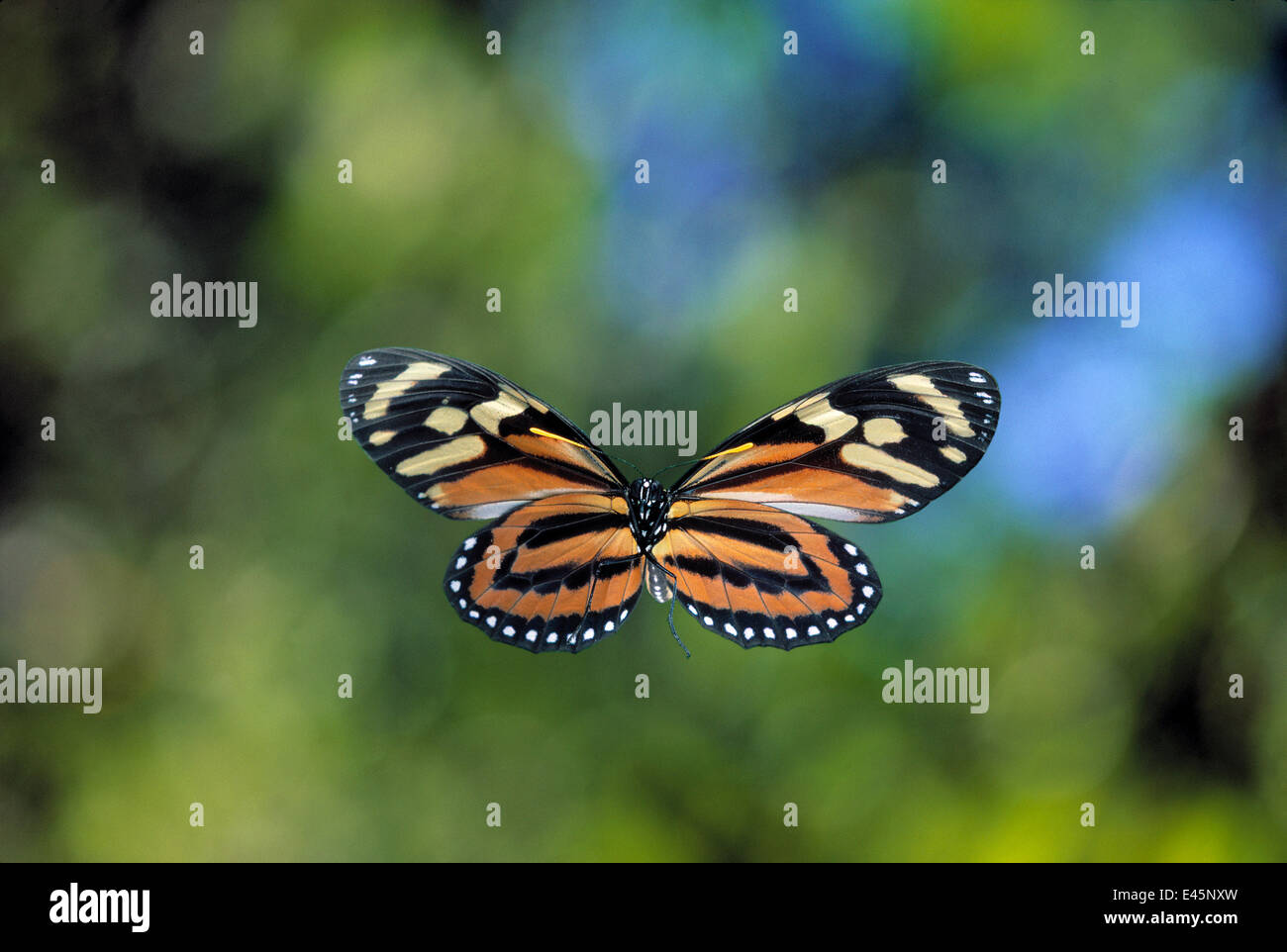 Ithomid (Dircenna sp) in Fligh Schmetterling Stockfoto