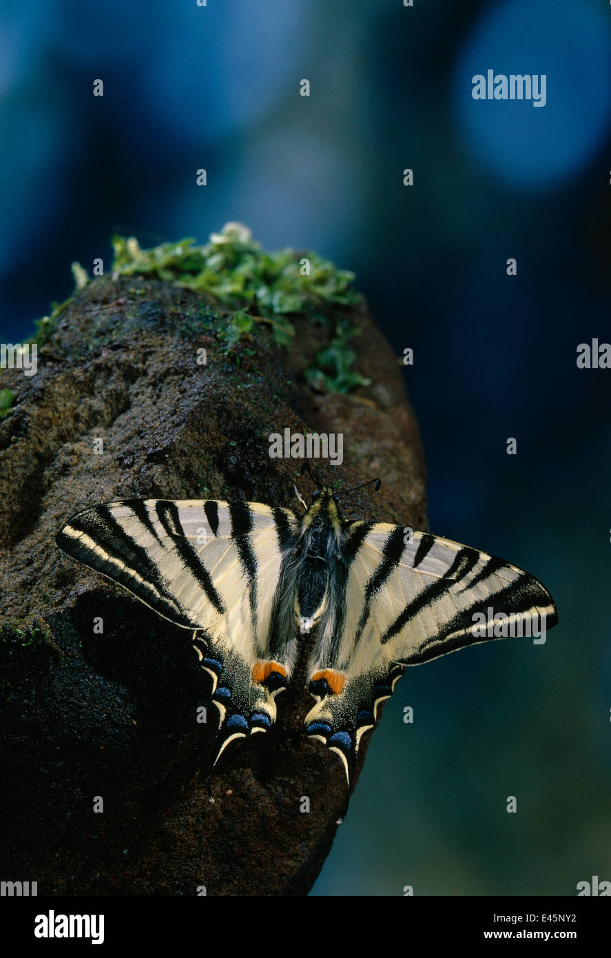 Knappen Schwalbenschwanz Schmetterling (Iphiclides Podalirius) Stockfoto