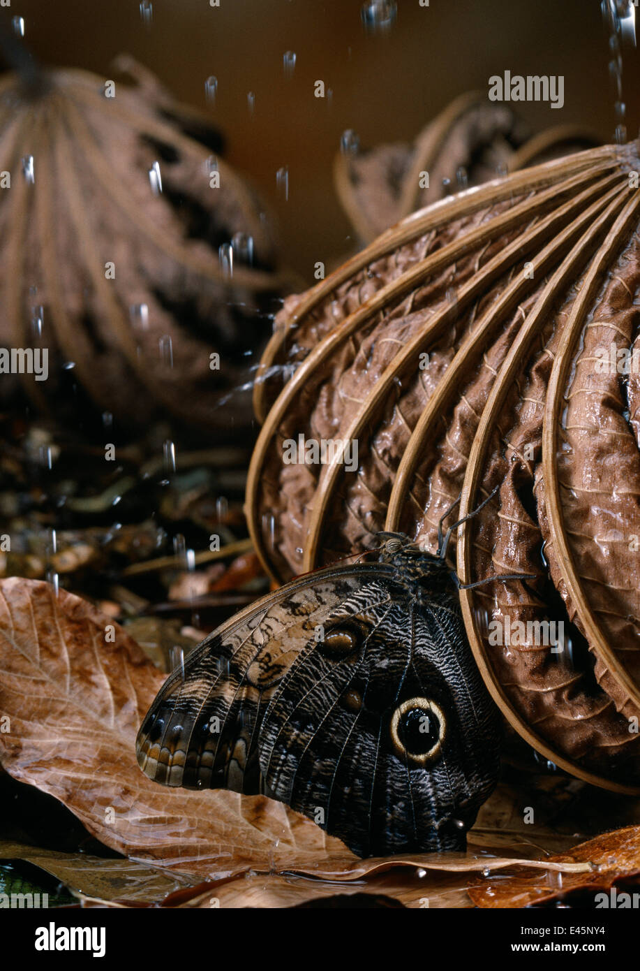 Eule Schmetterling (Caligo Eurilochus) schützt vor Regen Stockfoto