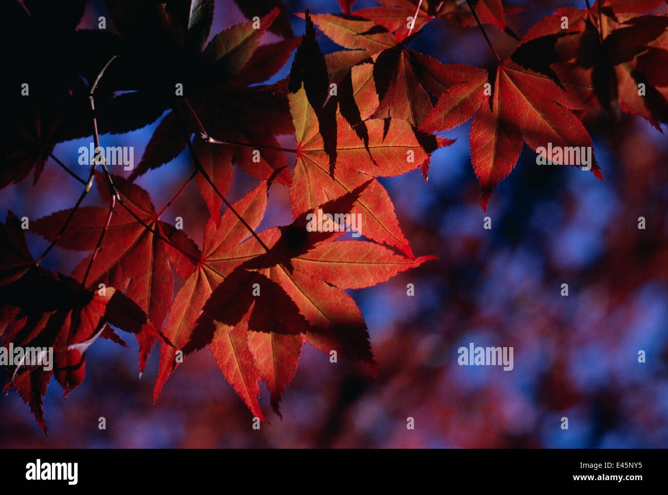 (Acer sp) Ahornblätter im Herbst Stockfoto