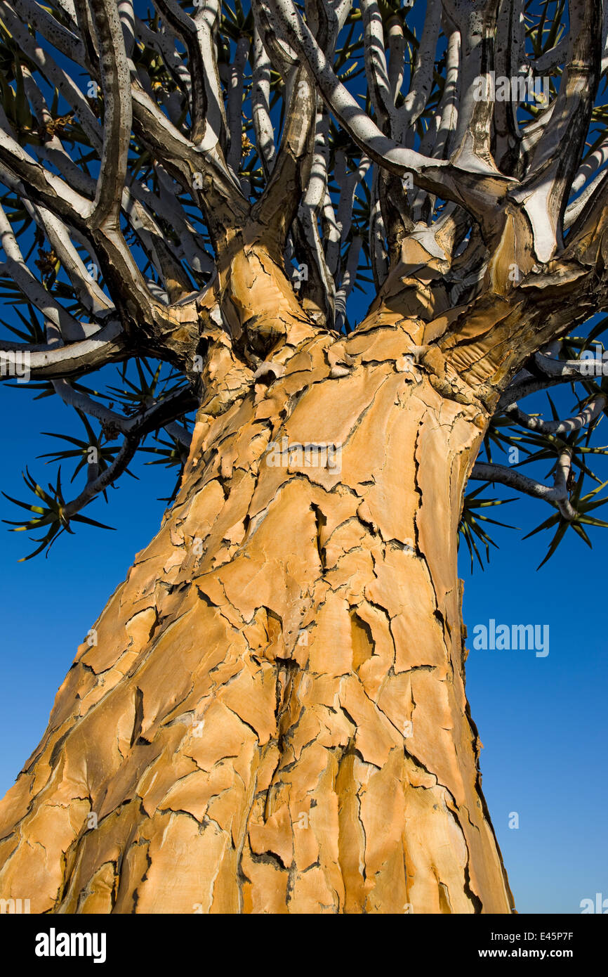 Köcher Baum (Aloe Dichotoma), Namib-Wüste, Namibia. Stockfoto